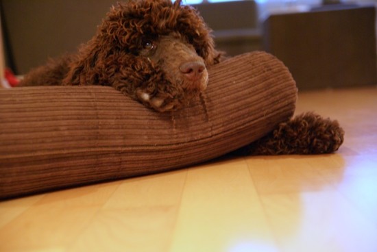 Gute Nacht, Leut