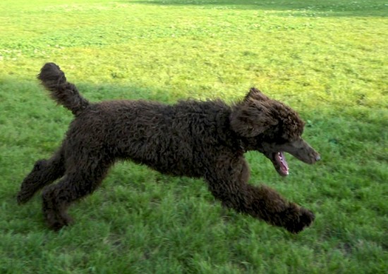 Panther