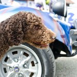 VW Buggy