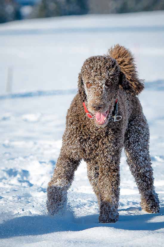 Schnee ist geil!