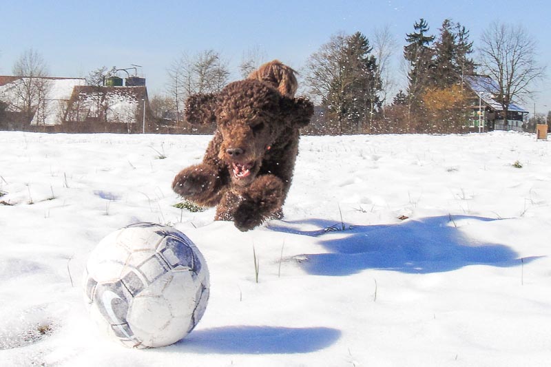 Voller Einsatz, um jeden Ball wird gekämpft