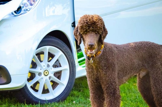 Cool! Das Elektro-Smart-Cabrio ist wieder da!