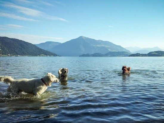 Hunde- und Pferdebucht am Zugersee