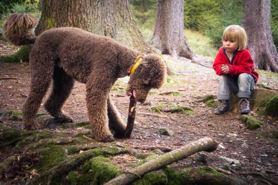 Rotbäckchen und der böse Wolf