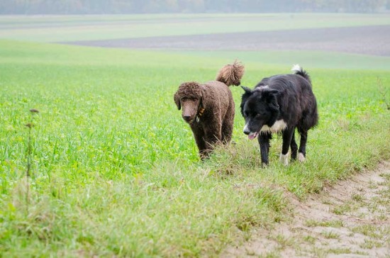 Lang nimmer gesehen (Toni & Kira)