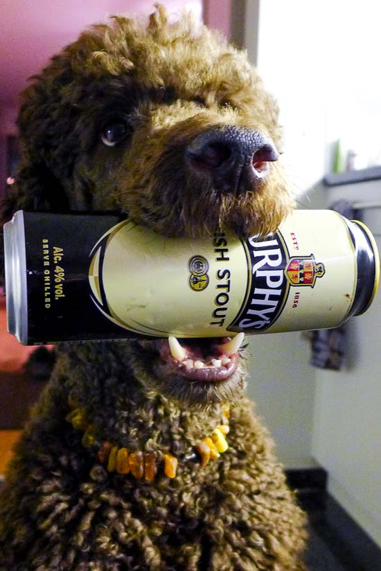 Irish Snout with Murphey's