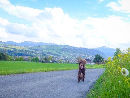 Steinerfleischbergabendrunde