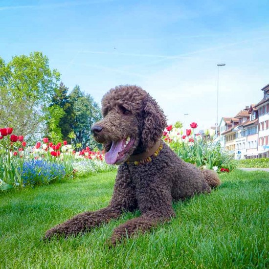 Zugerseeuferwiese