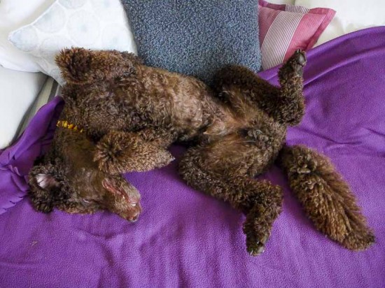 Spread Eagle