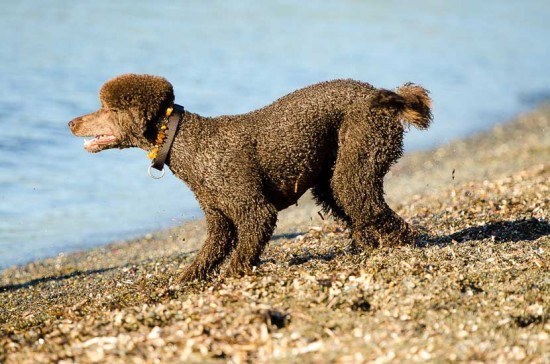Alf