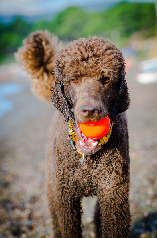 Ballguard on duty