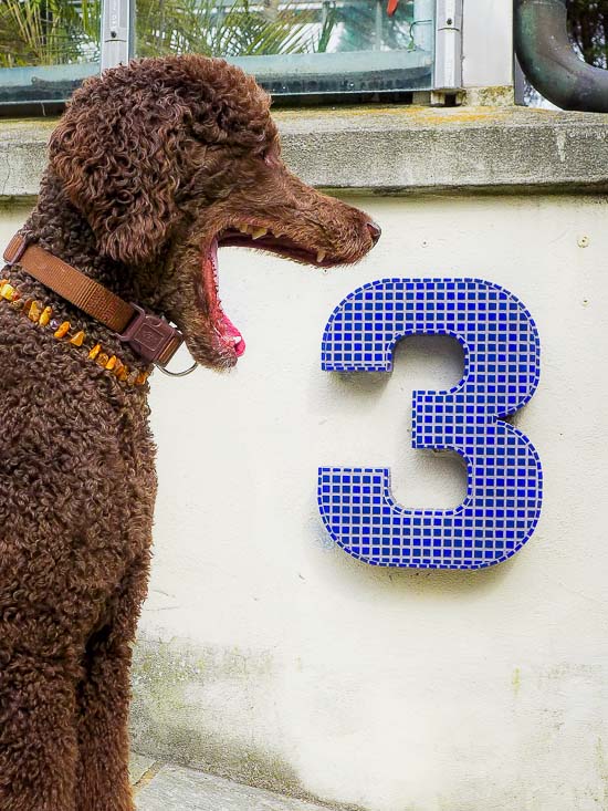 Dritter Advent