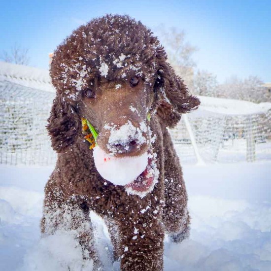 Schneeball