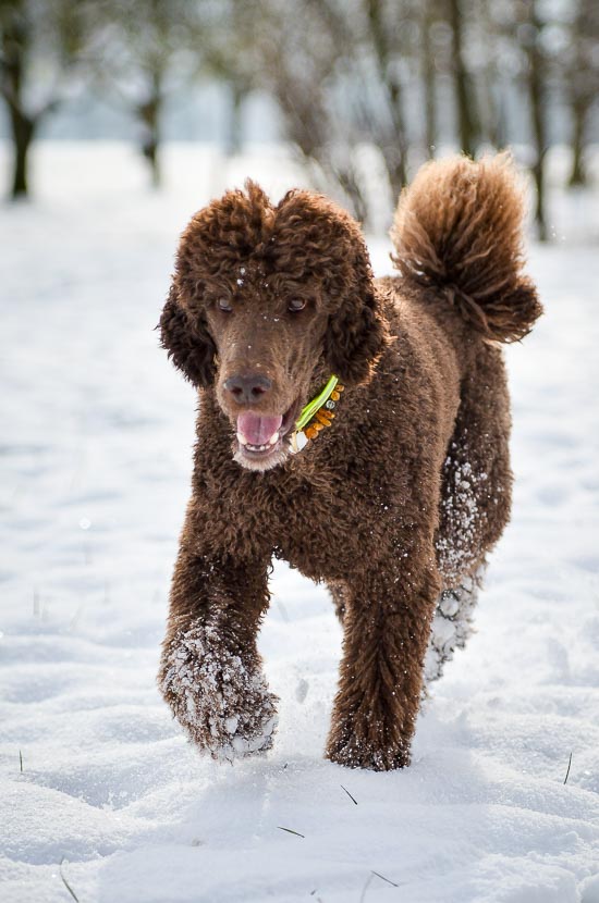Schneegeniesser