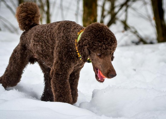 1-Schwerer-Schnee