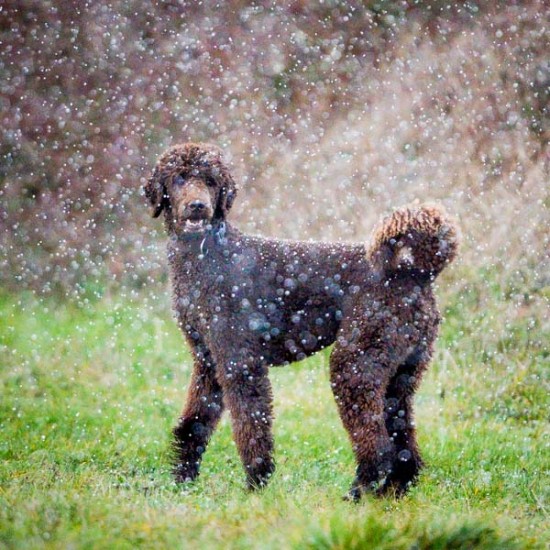 Schneekönich