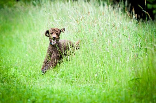 Schilfgrasspringer