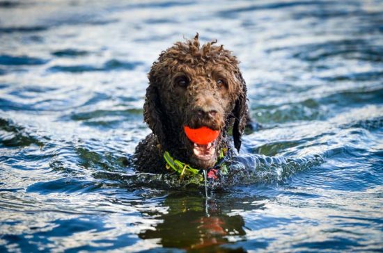 Schwimmtier