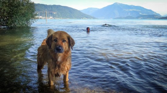Mir wirft niemand einen Ball ins Wasser :-(